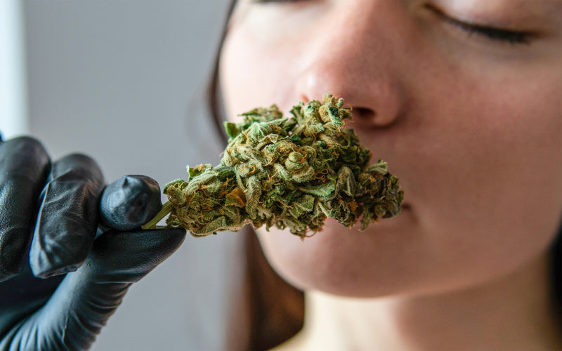 Empresa ofrece US$3.000 mensuales por catar marihuana