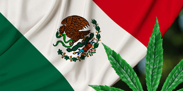 Cifras millonarias dejarían los impuestos del cannabis en México