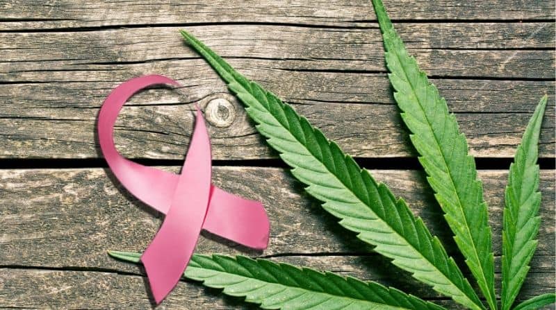 Investigación: cannabis mejora efectividad de la quimioterapia para eliminar células cancerígenas
