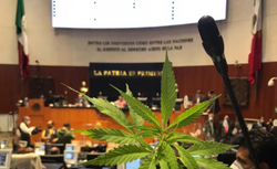 Nube de mariguana 'invade' el Senado; jóvenes exigen legalización