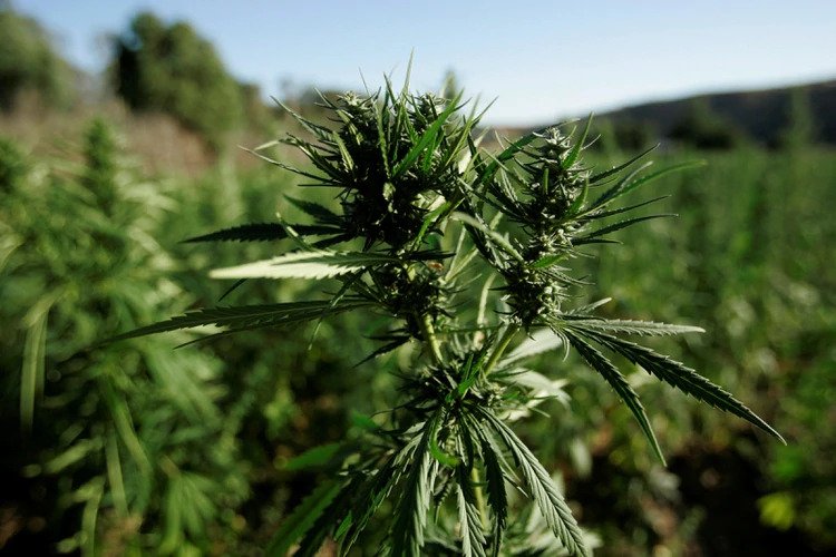 Será hasta diciembre cuando se discuta la regulación de la cannabis