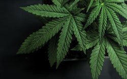 Senado despenaliza posesión de hasta 28 gramos de mariguana