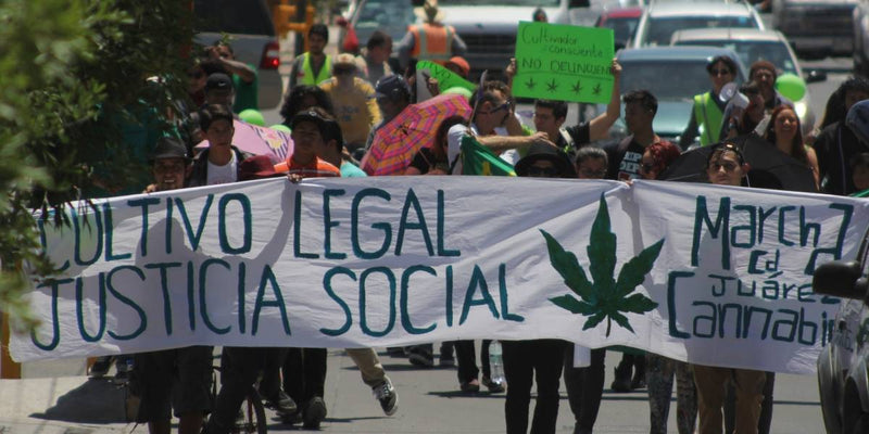 Corte aprueba proyecto que ordena a la Secretaría de Salud reglamentar el uso medicinal de la cannabis