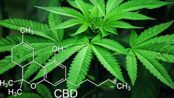 La marihuana podría ser clave para frenar al COVID-19: investigación